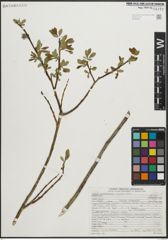 Foto von Salix pseudocordata Andersson